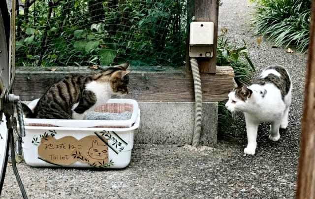 일본의 길고양이 문제 - 일본은 길고양이에게 밥을 줄까?