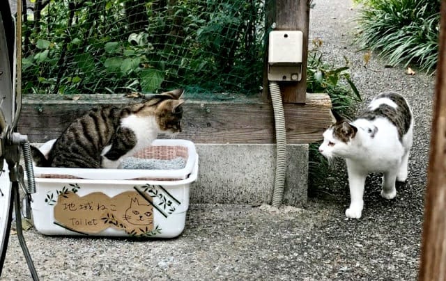 일본의 길고양이 문제 - 일본은 길고양이에게 밥을 줄까?