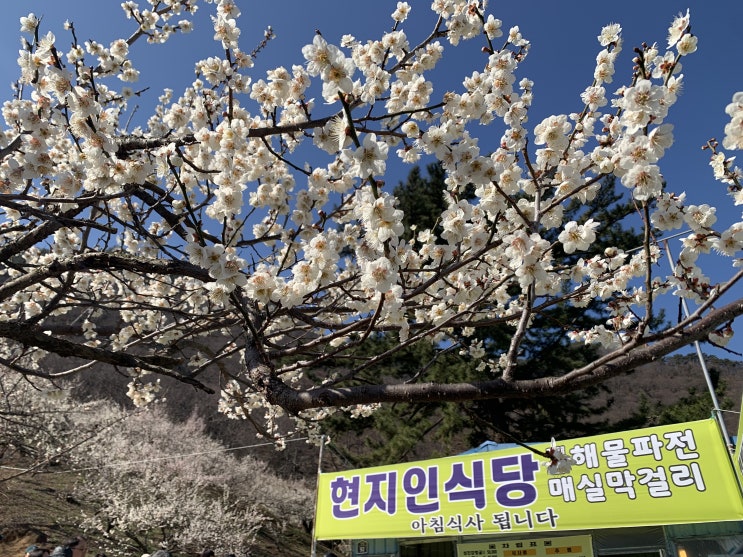 광양매화축제 기본정보 광양매화마을 먹거리 주차 광양매화축제 기본정보 광양매화마을 먹거리 주차