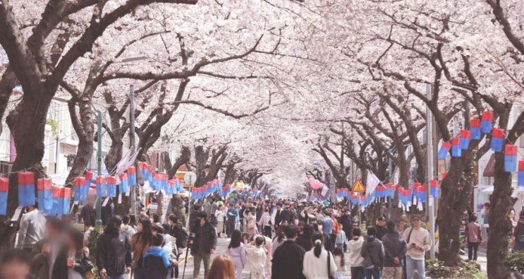 제주 전농로 왕벚꽃축제 제주도 봄여행 3월 꽃구경 벚꽃명소 가볼만한곳 추천