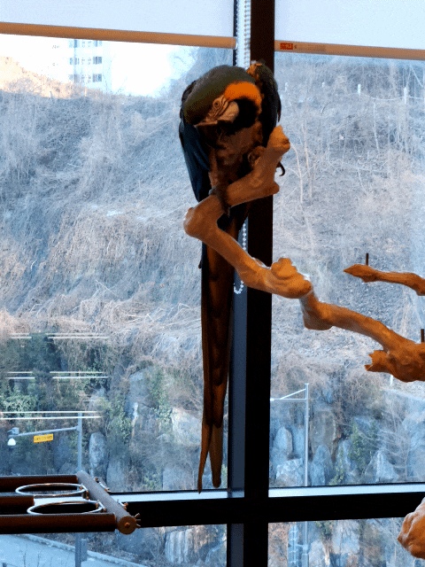 앵무새 종류 마코앵무 청금강 키우기 하네스 산책 가능할까? 앵무새 종류 마코앵무 청금강 키우기 하네스 산책 가능할까?