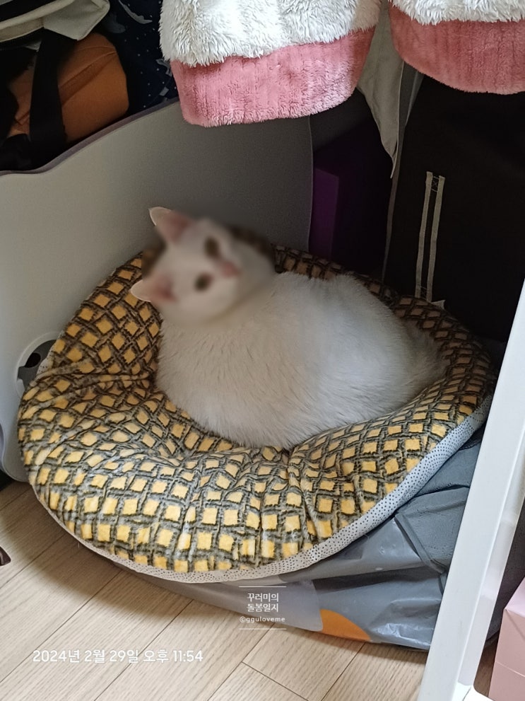 행복이란 품앗이 돌봄 고양이 돌보는 일 시간을 나누는 일 행복이란 품앗이 돌봄 고양이 돌보는 일 시간을 나누는 일