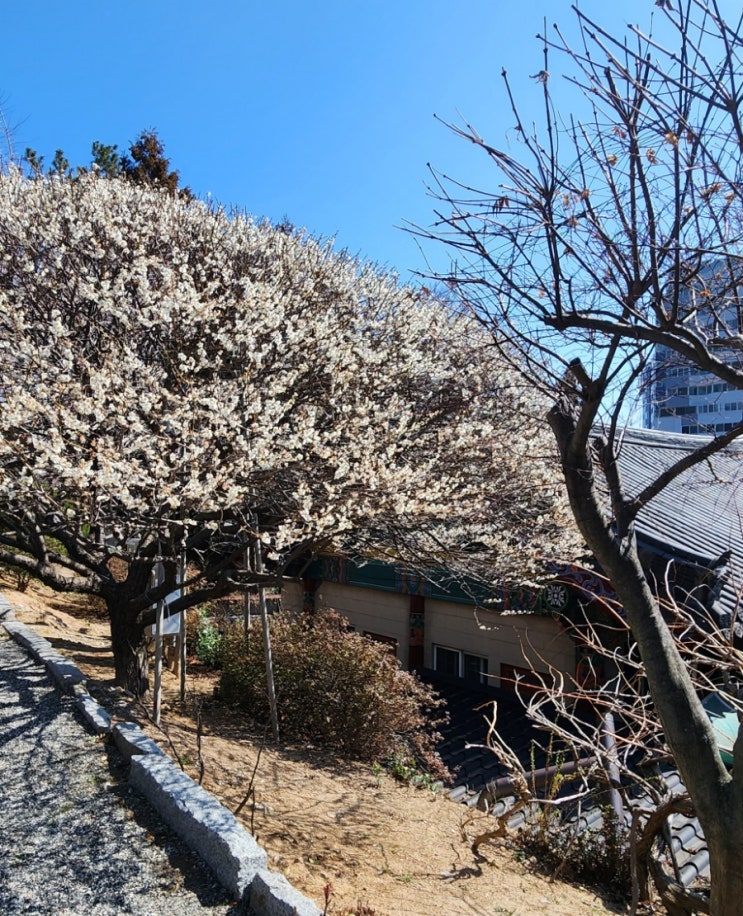  마산봄나들이 마산아이랑 청암사 매화핀 정원이 아름다운 절