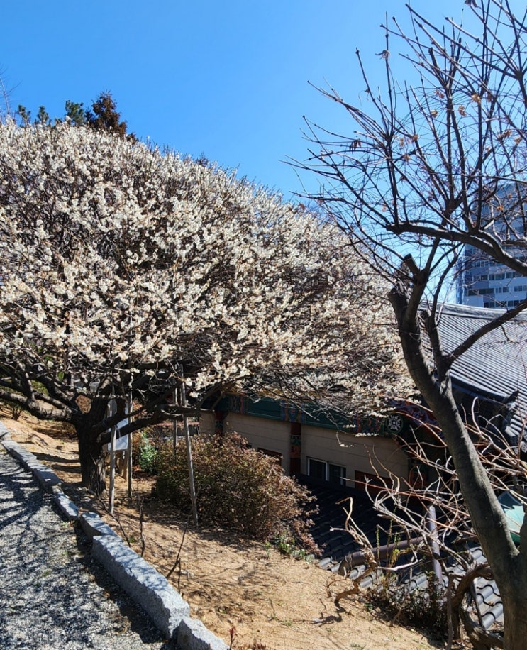 마산봄나들이 마산아이랑 청암사 매화핀 정원이 아름다운 절