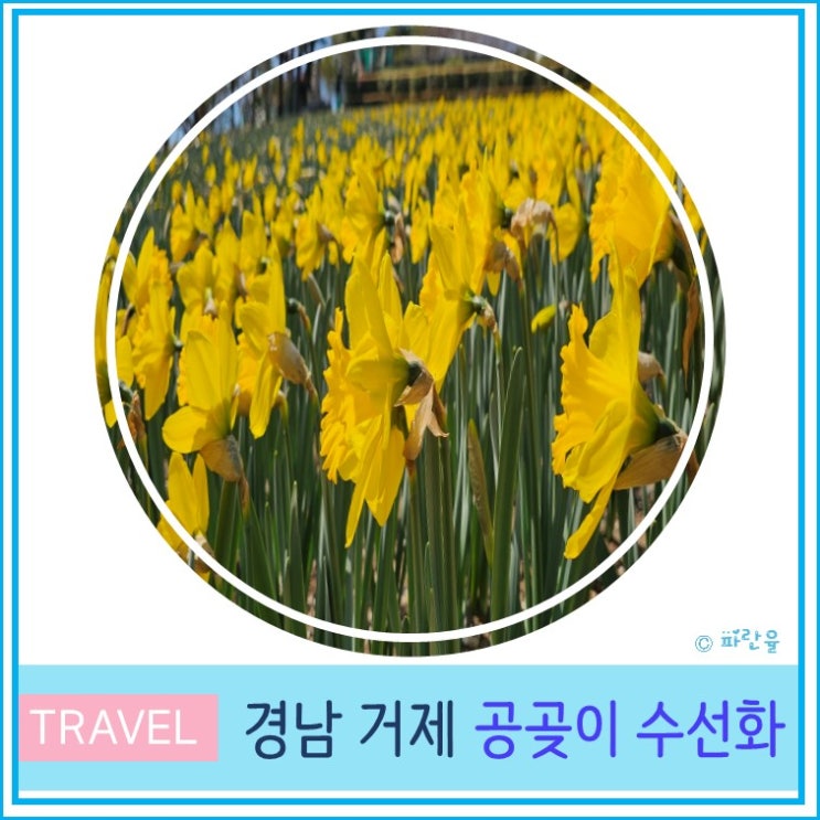  2024 거제 공곶이 수선화 축제 일정 주차장 현재 실시간 개화 상황 3월 경남 봄꽃 여행 부산 근교 가볼만 한곳