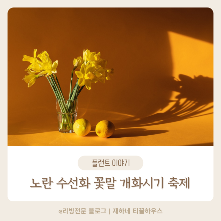  노란 수선화 꽃말 개화시기 알고 축제 방문하기