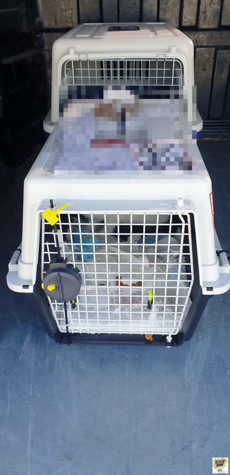  반려동물 강아지 고양이 개 고양이 카고 국제 해외 통관 검역 픽업 대행 서비스
