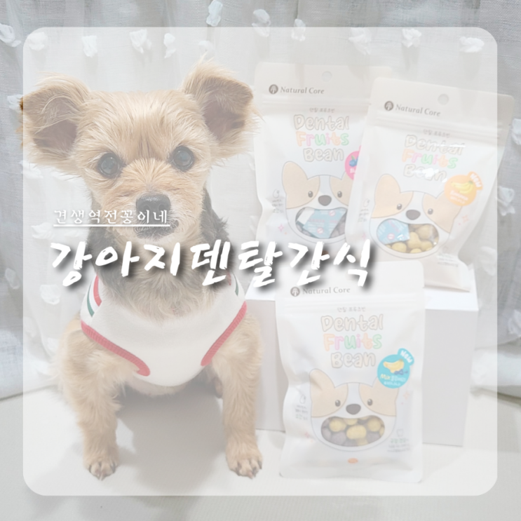  강아지 입냄새 비린내 제거방법 노견 덴탈간식 추천