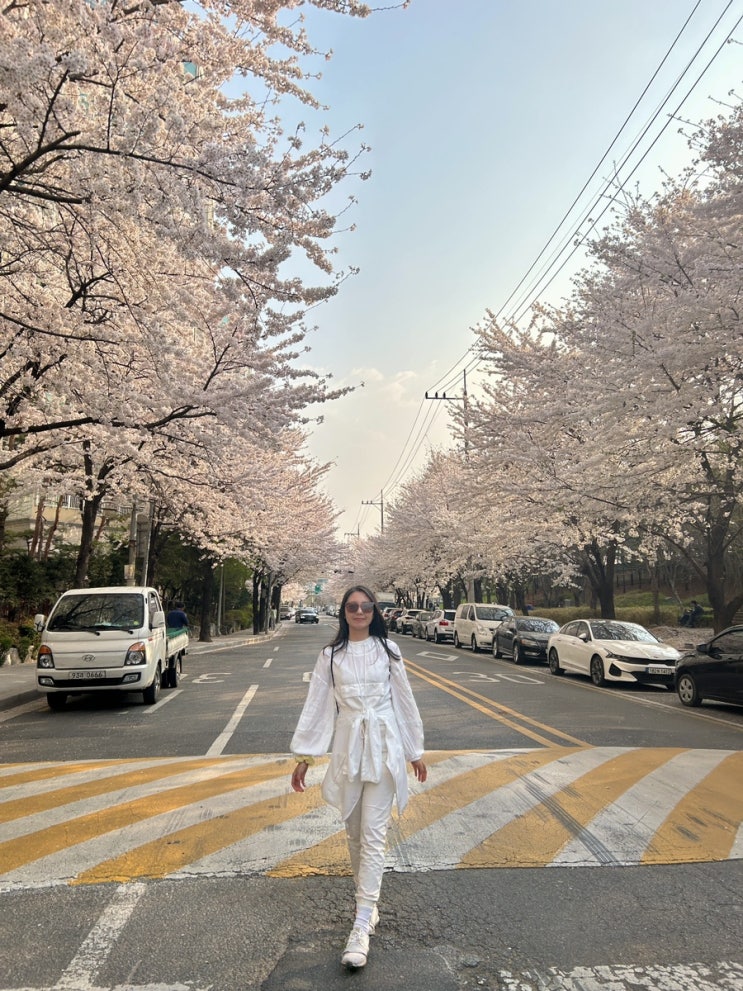 [서울 숨은 벚꽃 명소] 사람 적은 벚꽃 명소 위치 및 주차 장소