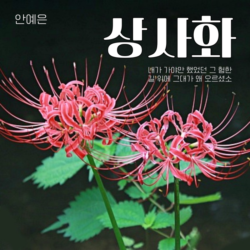 상사화(원곡자 안예은 노래) 가사 꽃말 노래방번호