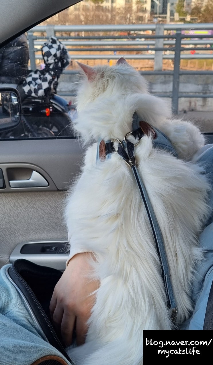  JJ의 외출. 고양이 드라이브 산책