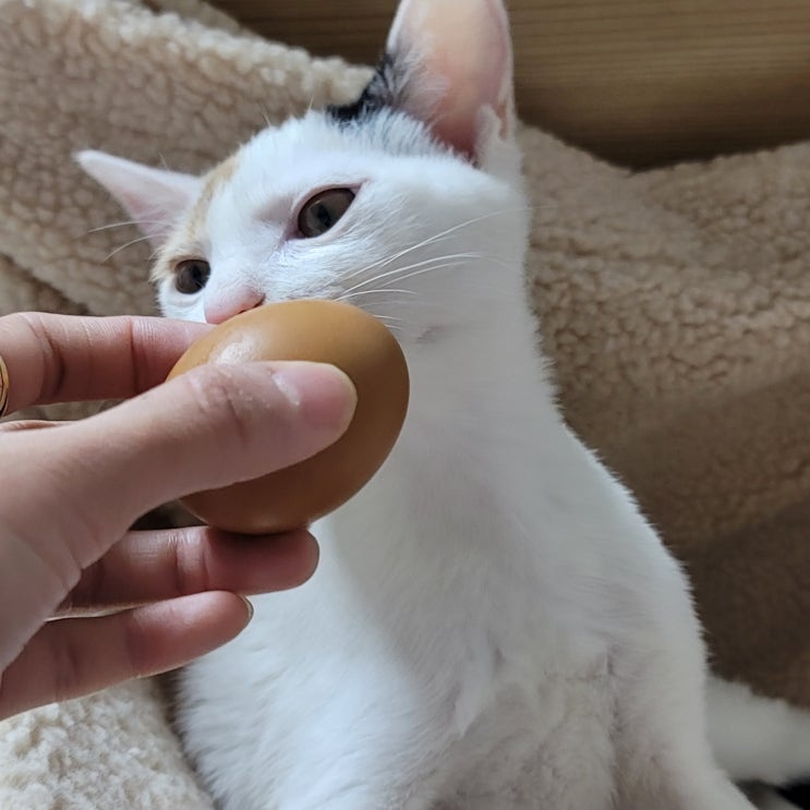 고양이 계란 노른자 흰자 삶은계란 날달걀 구운 달걀 먹어도 될까?