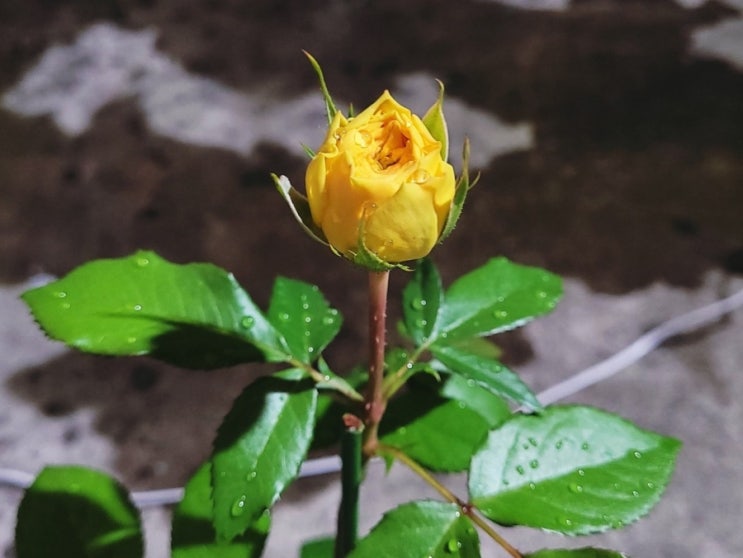  유럽 장미 키우기 정원 꾸미기
