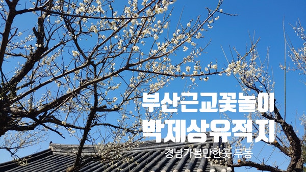  부산 근교 꽃놀이 울주군 두동 벚꽃 개화시기 충렬공 박제상 유적지