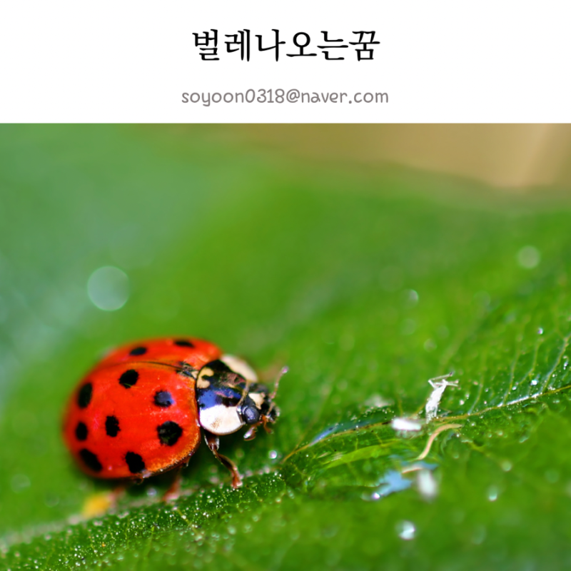 벌레 많이 나오는꿈 해몽 몸에서 벌레나오는꿈 집에 벌레가 들어오는 꿈