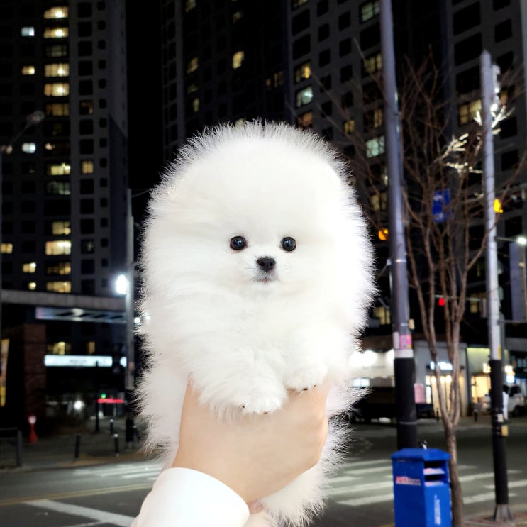  분양중  건강하고 예쁜 천안아산 강아지분양애견샵분양