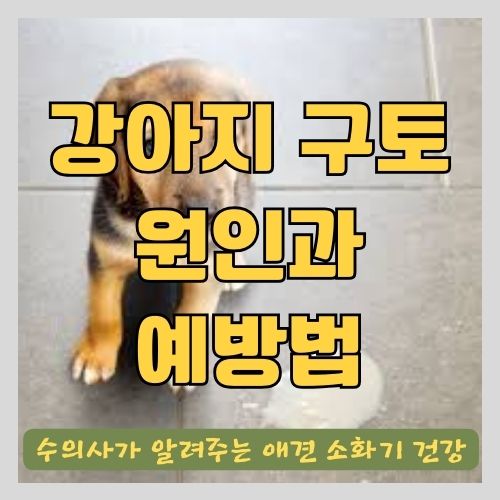 강아지 구토 원인과 예방법 및 애견 유산균 추천(설사예방)