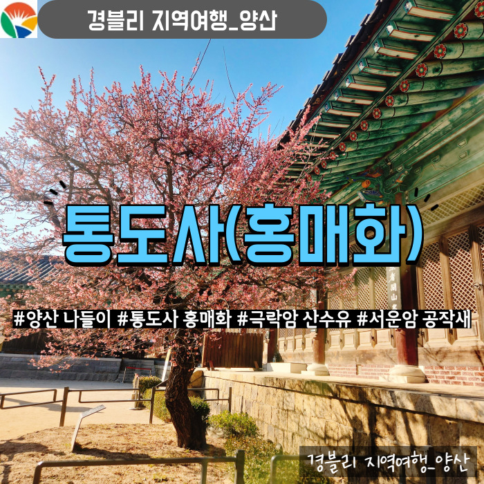  양산 가볼만한곳 봄꽃 나들이 홍매화 개화상황 (Feat. 극락암 산수유, 서운암 공작새) '통도사'