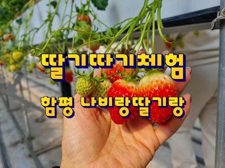  [전남 아이와 가볼만한곳] 함평 나비랑딸기랑 농장체험하고 왔어요!