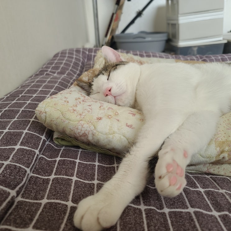 성묘 노령묘 새끼 고양이 하루 평균 수면시간과 오래 자는 이유