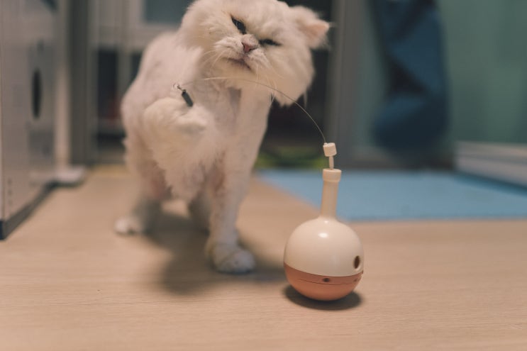  냥템점 고양이 움직이는 장난감 후기
