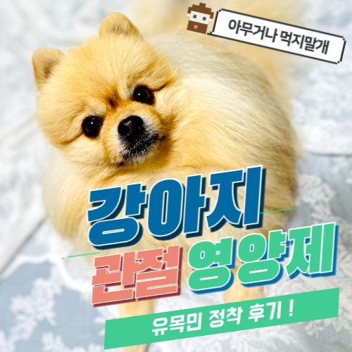  9살 강아지슬개골 관리법, 관절염 노령견, 강아지 관절영양제 도움이 될까?