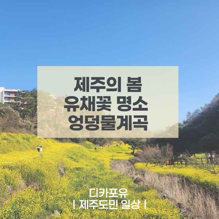  제주의 봄을 알리는 유채꽃 명소 엉덩물계곡