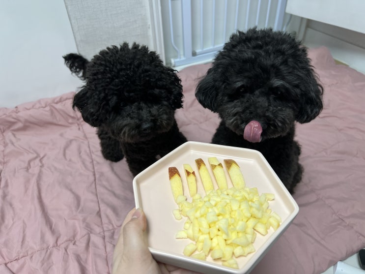  강아지 사과 먹어도 되나요? 급여량 효능 주의할 점