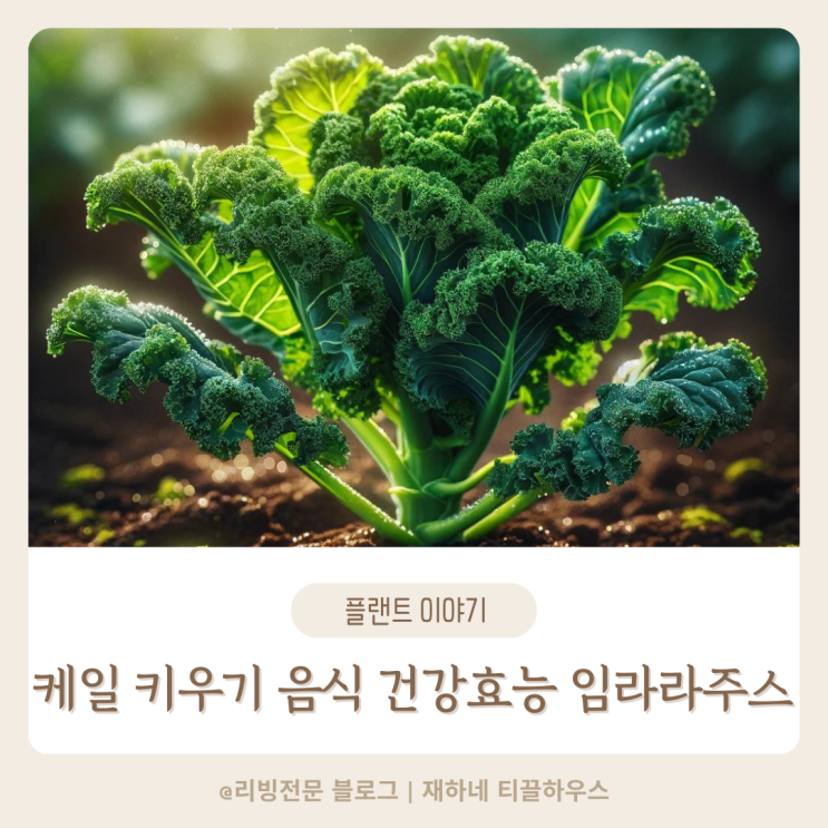  케일 키우기 음식 건강효능 임라라주스