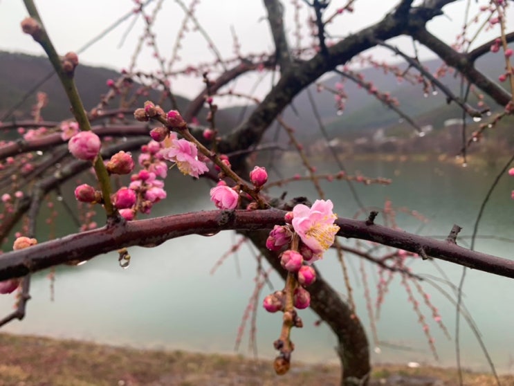 광주 근교 화순 가볼만한곳 동구리호수공원 만연저수지 광주 근교 화순 가볼만한곳 동구리호수공원 만연저수지