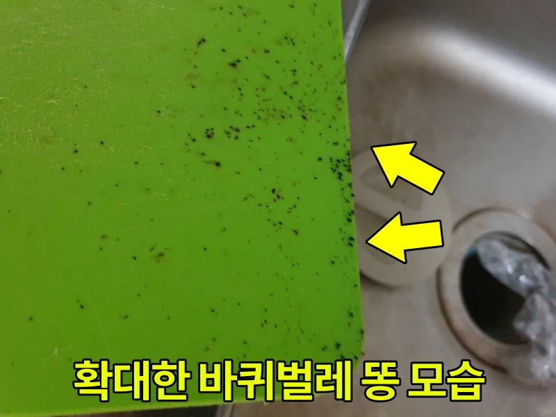 바퀴벌레 똥 구분 및 퇴치 방법