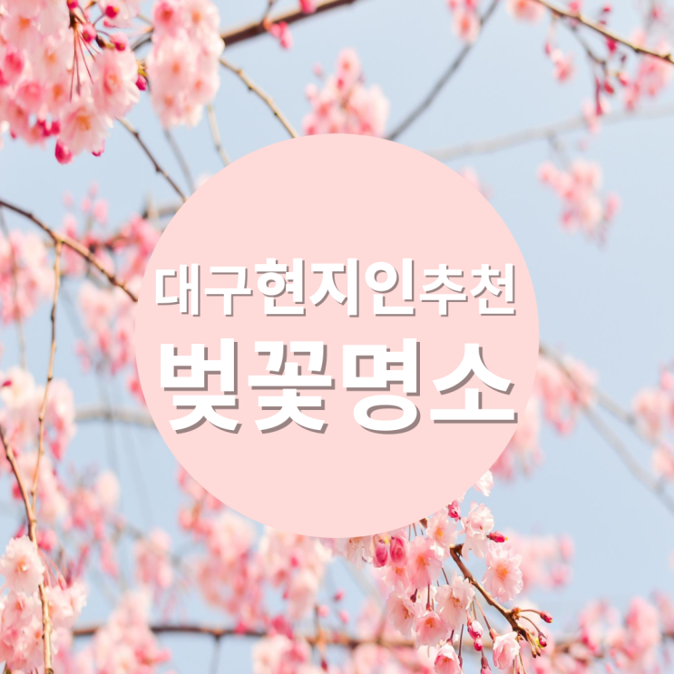 대구 놀거리 벚꽃 명소 모음.zip