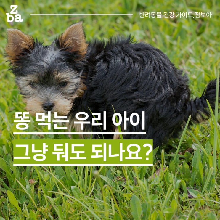  강아지 똥 먹음.. 대체 왜? 식분증 이유와 교육 방법