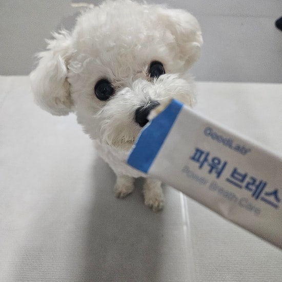 펫펫펫 강아지 기관지 영양제 굿랩 파워 브레스 케어 두달 후기