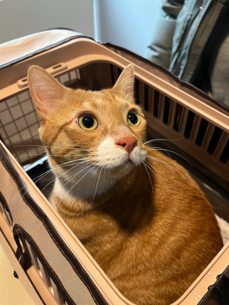  고양이 이동장 추천 릿첼 더블도어, 튼튼한 제품을 원한다면?