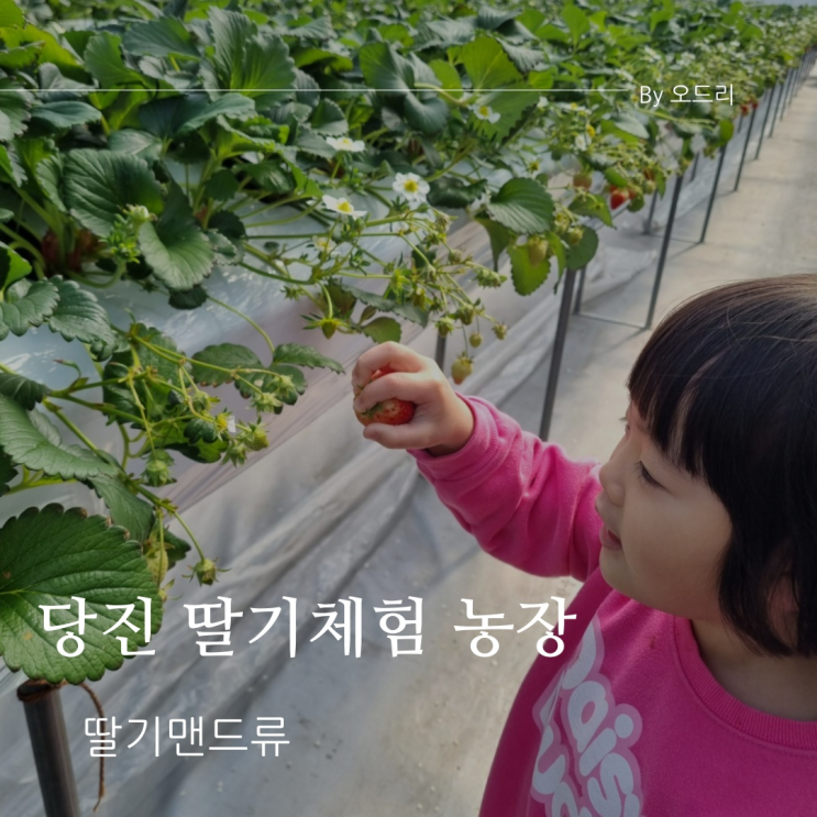  [당진 아이랑 가볼만한곳] 딸기체험농장 '딸기맨드류'