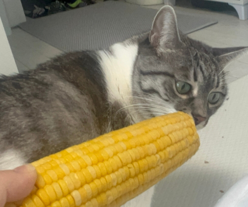 고양이 강아지 옥수수 급여량  심지는 안돼요