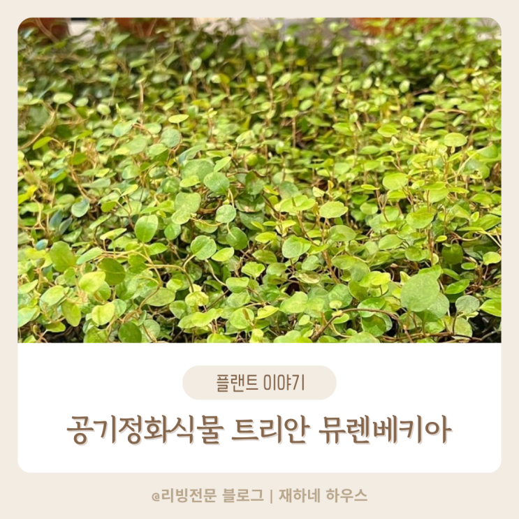  공기정화식물 트리안 키우기 화장실 식물 추천