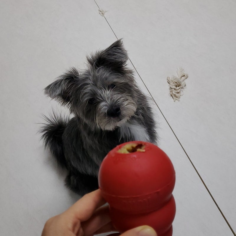 강아지 노즈워크 장난감: 콩토이 클래식