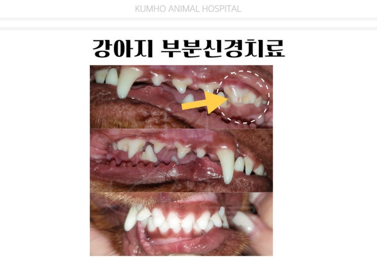  광주 강아지 치과 - 3살 강아지의 치아파절로 인한 부분 신경치료 case [광주 치과 동물병원, 금호동 동물병원, 강아지 신경치료, 강아지 부분신경치료]