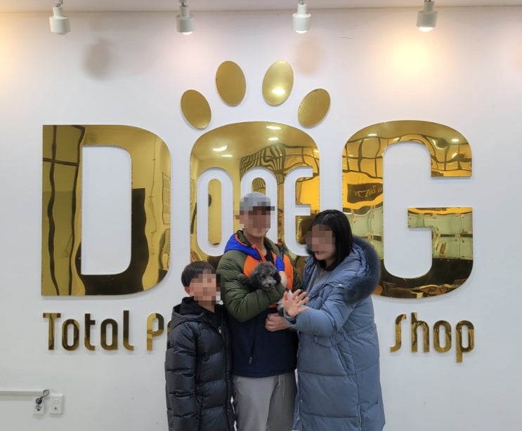  건강한강아지 찾으세요? 실버푸들분양/서산고객님 실버푸들분양