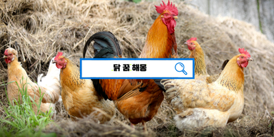 [꿈해몽풀이] 닭꿈해몽, 닭이나오는꿈