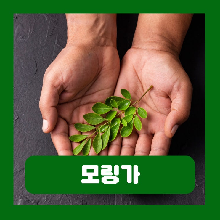  모링가 효능 부작용 바디로션 향수 샴푸 성분