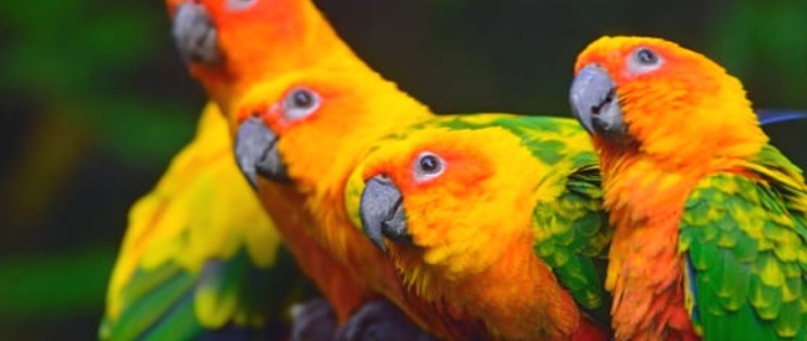 앵무병(Parrot fever)으로 인해 사망사고도 발생할 수 있습니다.