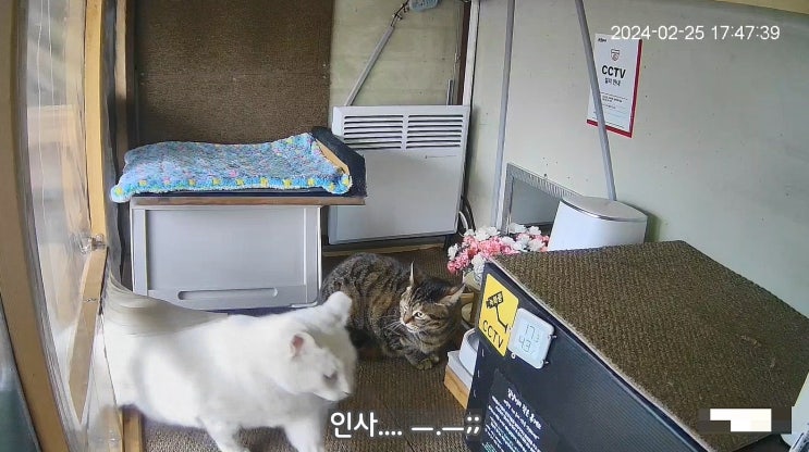  수마니는 인사성이 밝다... : 유기묘옥수