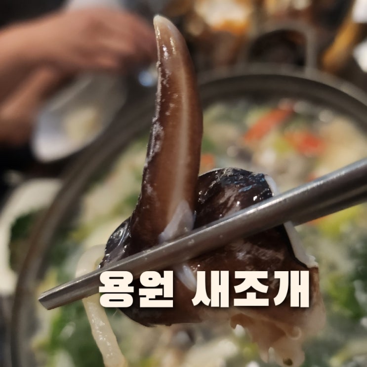  용원 새조개 _ 주사마 용원 해산물