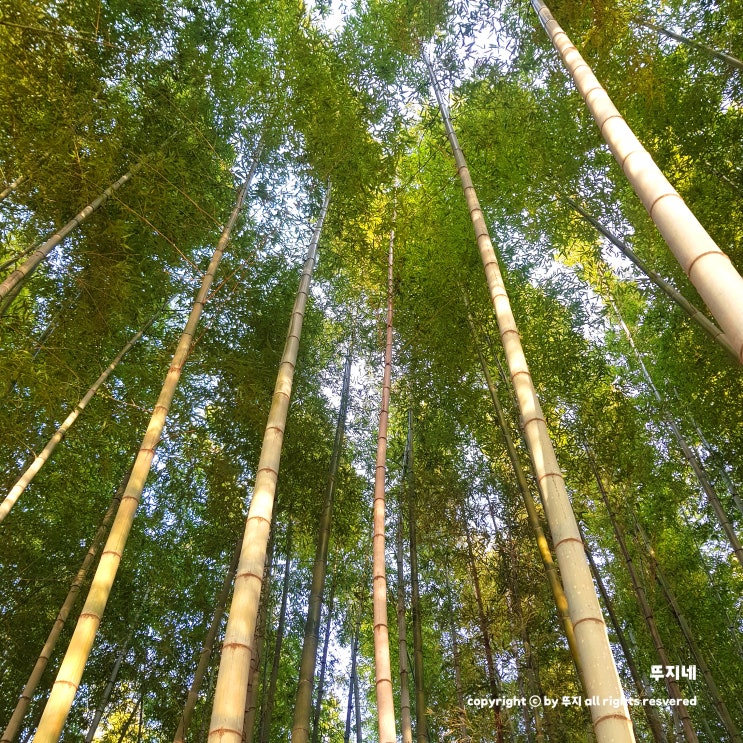  아홉산숲, 기장 아홉산숲(feat. 아홉산숲 주차, 아홉산숲 요금)