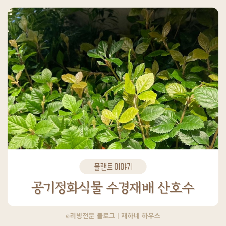  키우기 쉬운 식물 산호수 공기정화로 적합