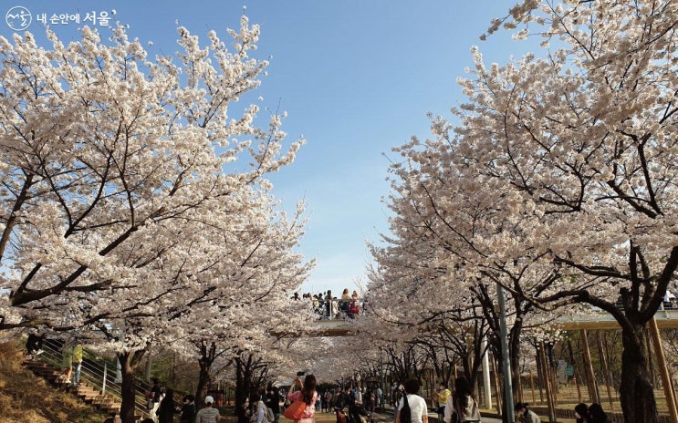 [서울 여행 정보] 서울 벚꽃 명소 알아보기 석촌호수 여의도 안양천