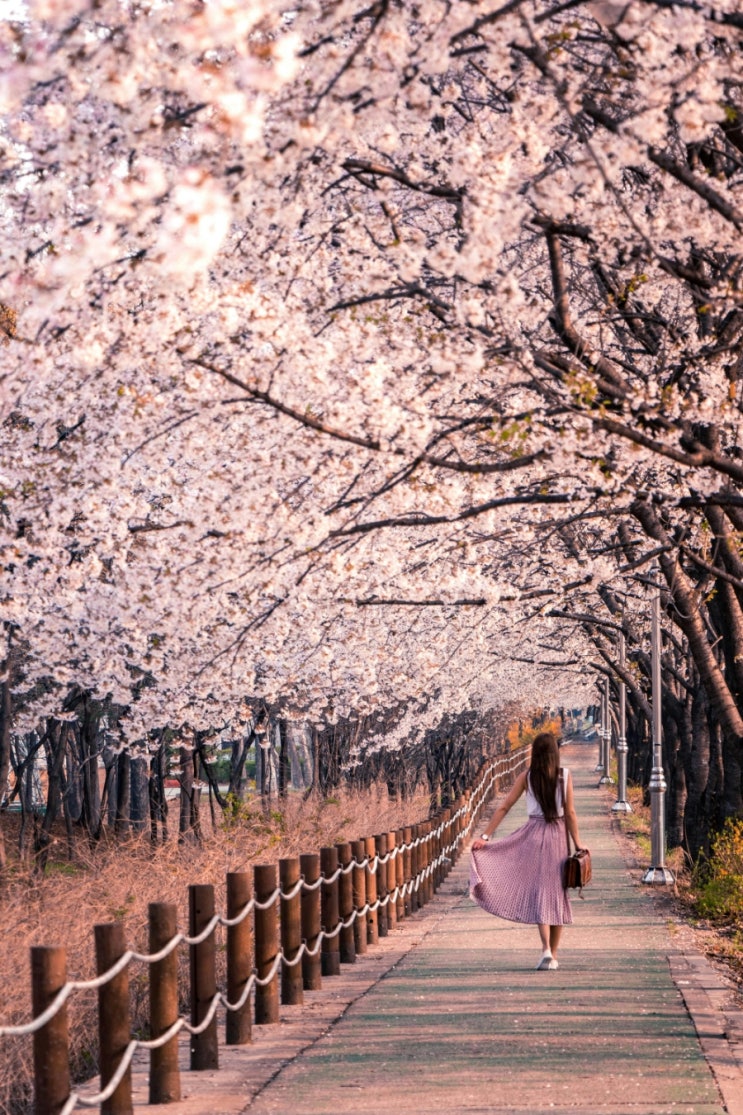 2024년 대한민국 벚꽃 명소 개화시기 총정리 벚꽃 보러 가요